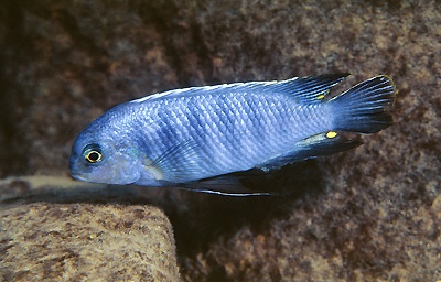Tropheops sp. 'mauve yellow' Lupingu